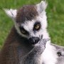 8. Drusillas